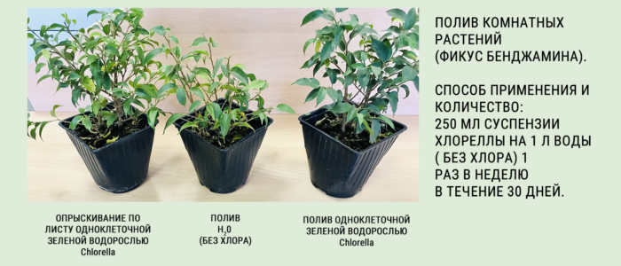 Хлорелла2